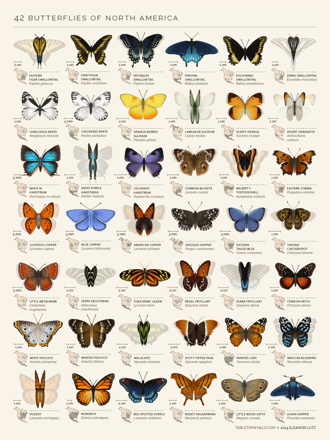 An animated chart of 42 North American butterflies by TabletopWhale // Eleanor Lutz 