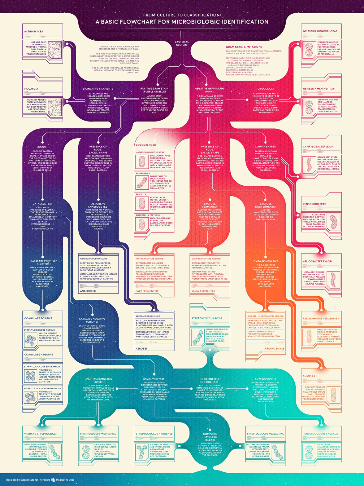 Classification Of Bacteria Flow Chart